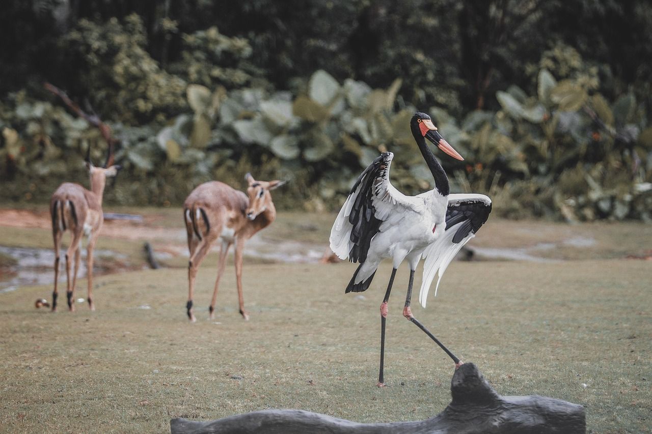 entdecken sie die faszinierende welt der zoos: erleben sie tierische begegnungen, spannende ausstellungen und die wichtigkeit des artenschutzes für unsere natur.