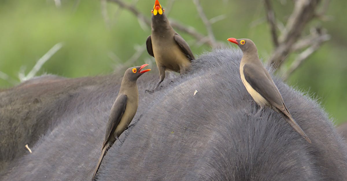 Tierparks und Zoos für Familien in der Nähe