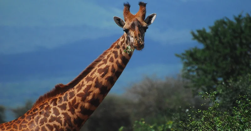 Tsavo Nationalpark Wetter: wann sollten Sie hin?