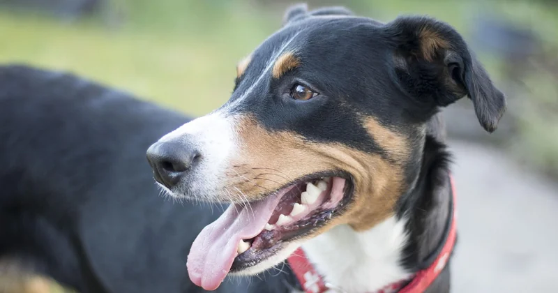 Aktivitäten mit Hund: Mehr als nur Baden