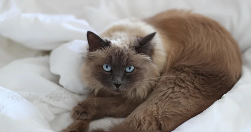 Eremitage Sankt Petersburg Katzen: die heimlichen Bewohner