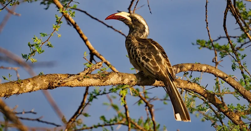 Was kostet der Eintritt in den Tsavo Nationalpark?