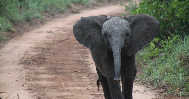 Tsavo Nationalpark: Der ultimative Guide für deine Safari