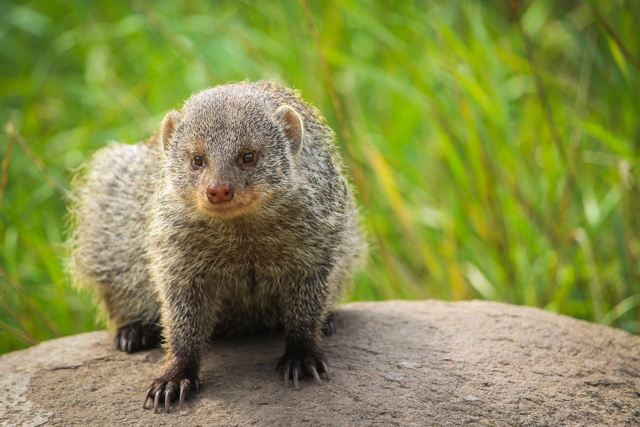 Warum sind Tierparks 2025 für Kinder und Familien so wichtig?