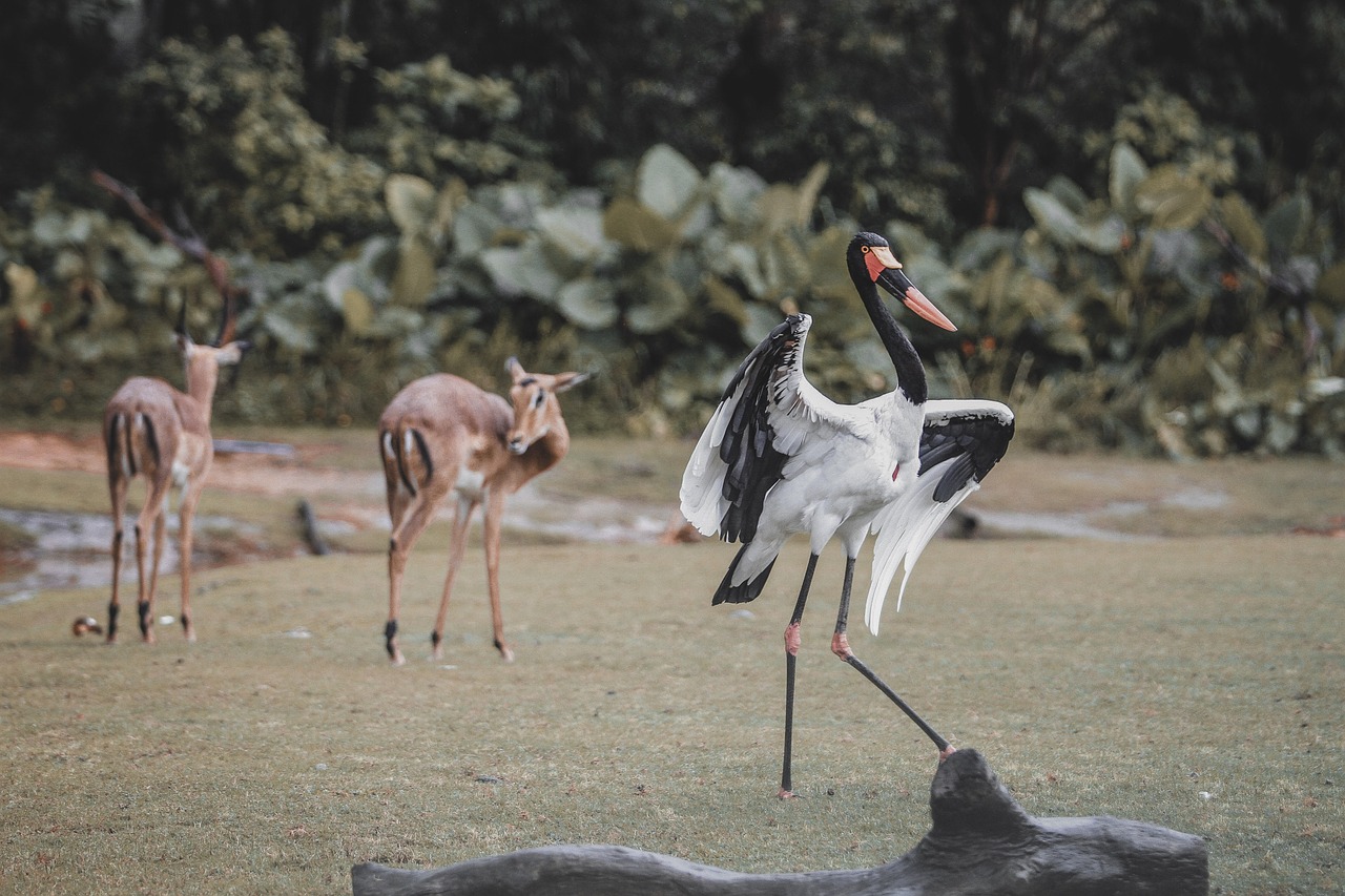 entdecken sie die faszinierende welt der zoos: erleben sie tierische begegnungen, spannende ausstellungen und die wichtigkeit des artenschutzes für unsere natur.