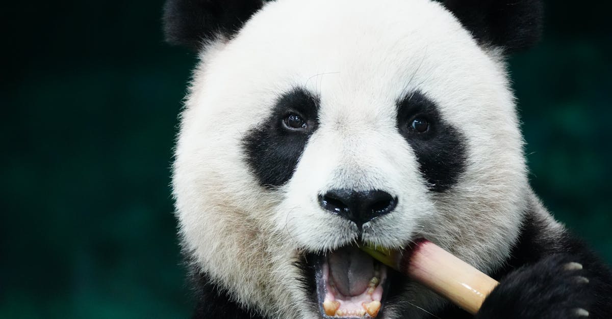 entdecken sie die faszinierende welt der zoos: erleben sie exotische tiere, spannende attraktionen und lehrreiche programme für die ganze familie. besuchen sie ihren nächsten zoo und genießen sie unvergessliche momente in der tierwelt.