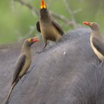entdecken sie die faszinierende welt der zoos in deutschland! erleben sie beeindruckende tierarten, spannende fütterungen und lehrreiche ausstellungen für die ganze familie.