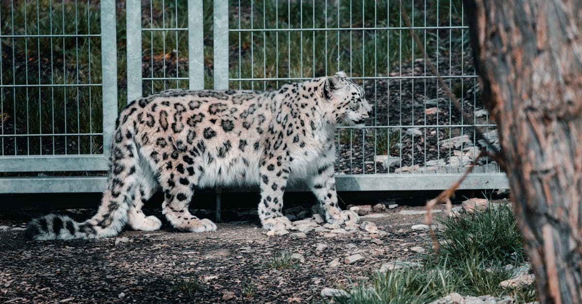 erleben sie die faszinierende tierwelt in unseren zoos! entdecken sie exotische tiere, spannende tierpflege und lehrreiche programme für die ganze familie. planen sie ihren nächsten besuch in einem zoo und fördern sie den schutz der artenvielfalt.