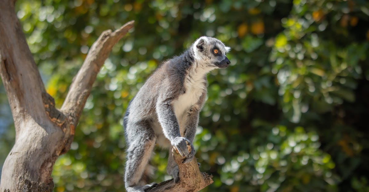 entdecken sie die faszinierende welt der zoos: erleben sie die vielfalt der tierarten und genießen sie unvergessliche erlebnisse für die ganze familie. besuchen sie heute einen zoo in ihrer nähe!