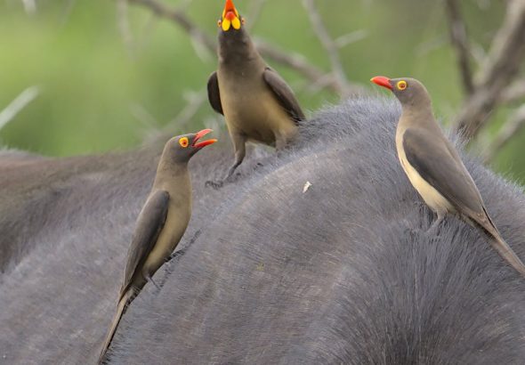 entdecken sie die faszinierende welt der zoos in deutschland! erleben sie beeindruckende tierarten, spannende fütterungen und lehrreiche ausstellungen für die ganze familie.