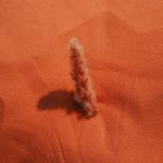 a small plant sticking out of the sand