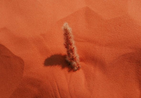 a small plant sticking out of the sand